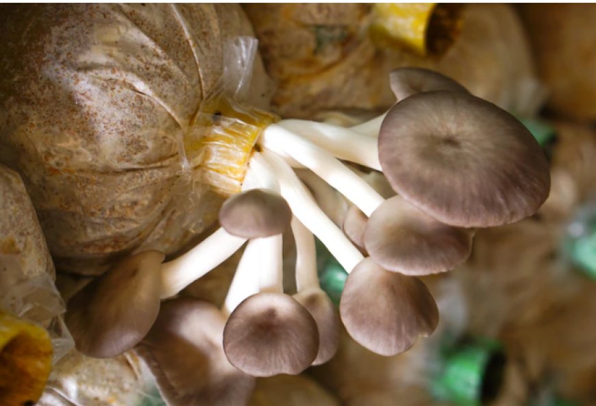 Mushroom Growing Bags IN KENYA