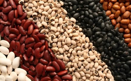 10 Most Profitable Bean Varieties for Successful Farming in Kenya For 2024