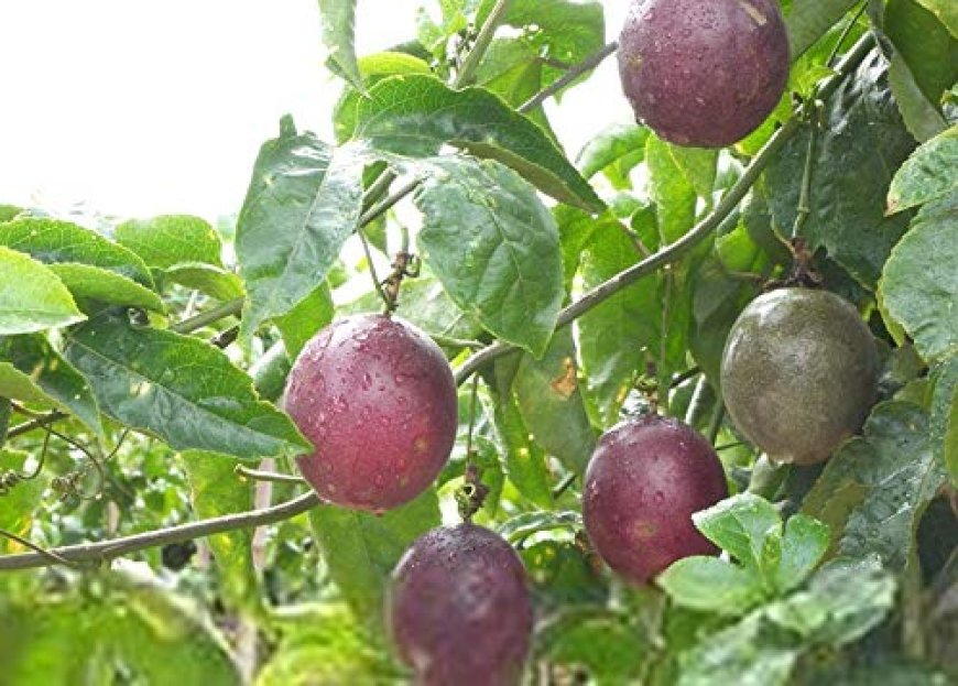 Kaveri Passion Fruit