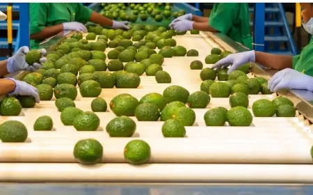 Kakuzi Hass Avocado Seedlings: Price, Farming, cultivation And More