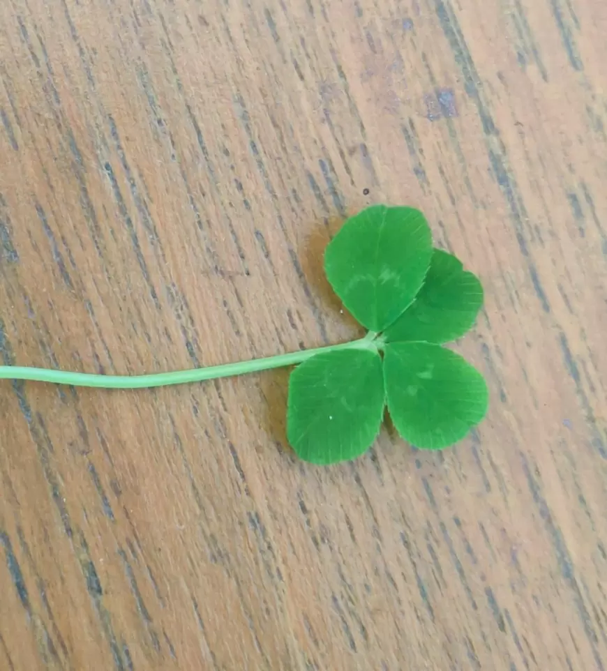 What does a 5 leaf clover mean: Unveiling the Secrets of the 5-Leaf Clover